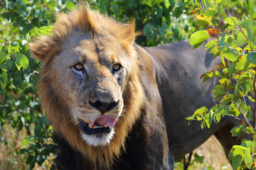 Afrikanischer Löwe / African lion / Panthera leo.
