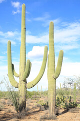 Saguaro National Park in Arizona, USA, west unit