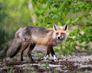 Naklejka na ściany i meble Red Fox Photo Stock. Fox Image. Close-up profile side view lin the springtime ooking at camera with a tree background and white moss ground in its environment and habitat.Picture. Portrait.
