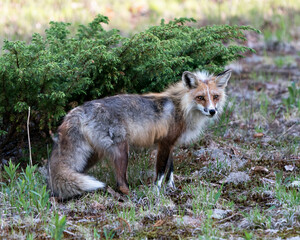 Naklejka na ściany i meble Red Fox Photo Stock. Close-up profile side view in the springtime with coniferous branches background and its environment and habitat. Fox Image. Picture. Portrait.