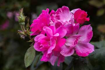 Closeup of Pink Knockout Roses in a Garden
