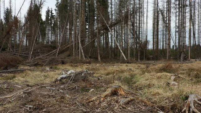 Bark beetle stump windstorm storm wood aerial drone pest Ips typographus dead spruce tree infested and attacked by the European spruce cutting deforestation caterpillar dead, view flying fly