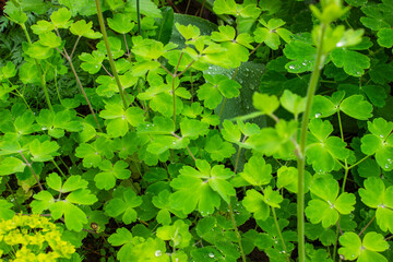 natural plant green background of small wild clover