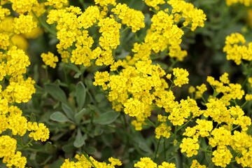 Yellow flowering stone herb in the garden