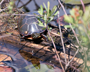 Turtle Photo Stock. Painted turtle resting on a log in the pond with lily pad pond, water lilies, moss and displaying its turtle shell, paws in its environment and habitat. Picture. Image. Portrait.