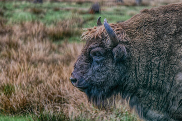 Fototapeta premium A majestic bison stands in an open-air cage in Belovezhskaya Pushcha in sepia style