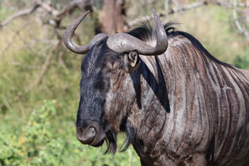Streifengnu / Blue wildebeest / Connochaetes taurinus