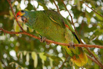 Parrot in its natural habitat, Minas Gerai, Brazil.