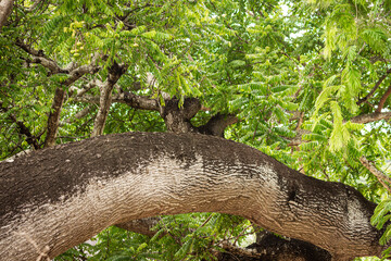 Partial landscape view of the Municipality of Aimorés, State of Minas Gerais.