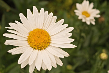 Fototapeta premium Daisy flowers with yellow pollen. Daisies in the gardin with bokeh background