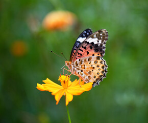 キバナコスモスを訪れたツマグロヒョウモン1