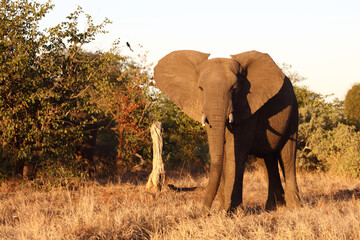 Afrikanischer Elefant / African elephant / Loxodonta africana