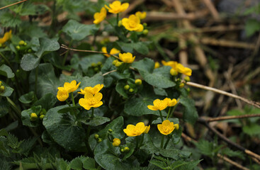 Marsh marigold blooming yellow on the bank of a lake