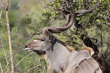 Großer Kudu / Greater kudu / Tragelaphus strepsiceros.