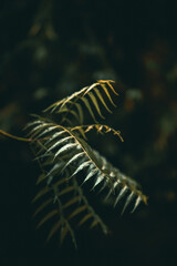 Green fern on a moody day