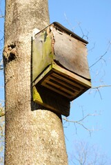 Nest box in a tree