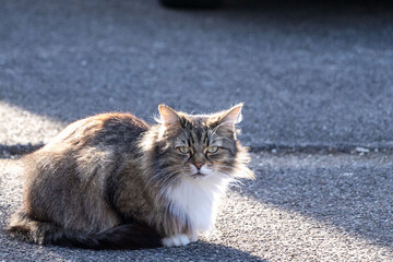 Cat on the Streets