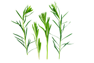 Fototapeta na wymiar Green Wild Grass Isolated On White. Plant element for design