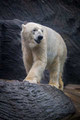 The polar bear portrait in nature