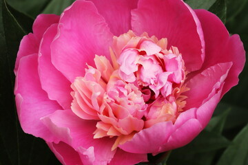 Pink peony flower with a light center against a dark green leaves background © Stephen