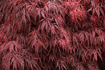 Japanese maple with red leaves