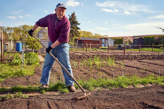 Active elderly man working outdoors in a garden in spring