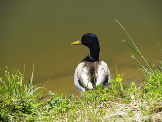 duck on a pond