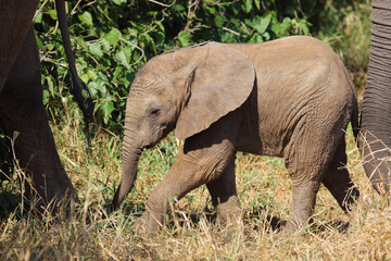 Afrikanischer Elefant / African elephant / Loxodonta africana...