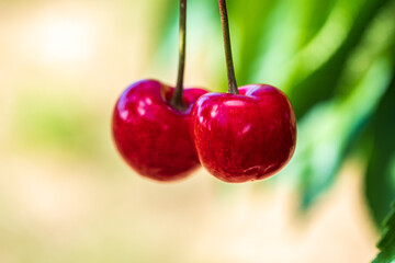 Close up of juicy ripe and fresh cherries on a tree in a cherry orchard 