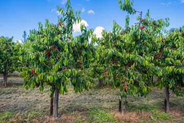 Fototapeta na wymiar View of a cherry orchard with trees full of ripe, juicy red cherries 