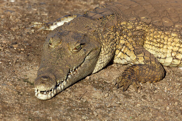 Nilkrokodil / Nile crocodile / Crocodylus niloticus