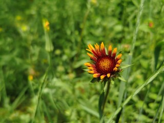 sun flower in the grass