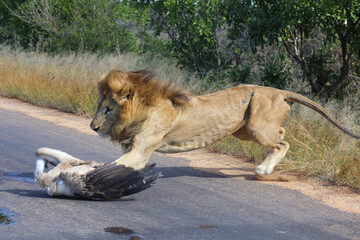 Afrikanischer Löwe und Weißrückengeier / African lion und White-backed vulture/ Panthera leo et...