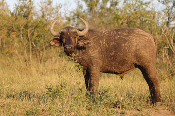 Kaffernbüffel / African buffalo / Syncerus caffer