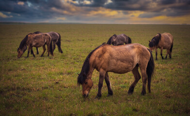 Fototapeta premium Wild horses after a heavy rain, wet and muddy, graze in a meadow at sunset