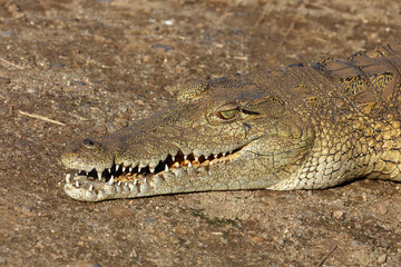 Fototapeta premium Nilkrokodil / Nile crocodile / Crocodylus niloticus
