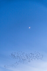 Starling Flock With Crescent Moon