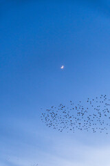 Starling Flock With Crescent Moon