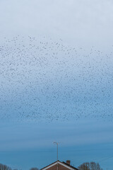 Starling Murmuration in the Cloudy Sky