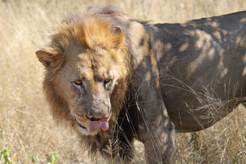 Afrikanischer Löwe / African lion / Panthera leo.