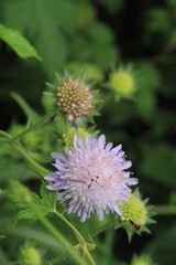 flower of a thistle