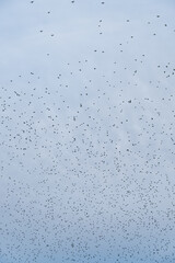 Starling Murmuration in the Cloudy Sky