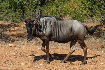 Streifengnu / Blue wildebeest / Connochaetes taurinus