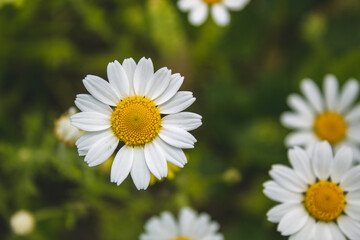 One chamomile close-up, blurred background