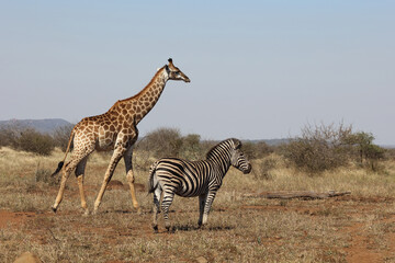 Giraffe und Steppenzebra / Giraffe and Burchell's zebra / Giraffa Camelopardalis et Equus burchellii