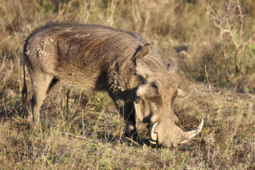 Warzenschwein und Rotschnabel-Madenhacker / Warthog and Red-billed oxpecker / Phacochoerus...