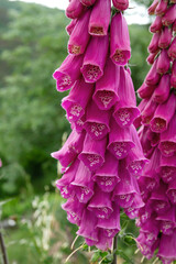 Digitalis purpurea flowers © Azahara MarcosDeLeon