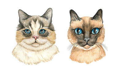 Watercolor cats portrait. Hand draw illustration, animal print