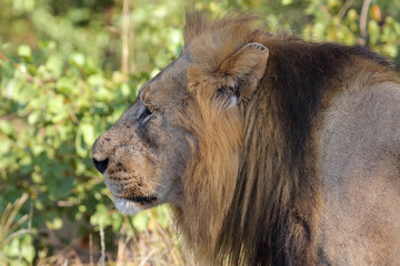 Afrikanischer Löwe / African lion / Panthera leo.