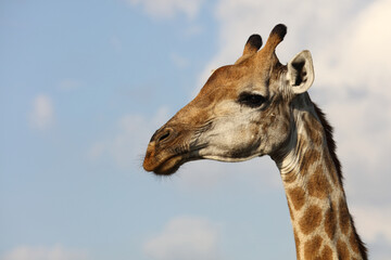 Giraffe / Giraffe / Giraffa Camelopardalis